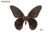 Papilio memnon heronus Collection Image, Figure 6, Total 6 Figures